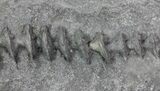 Archimedes Screw Bryozoan Fossil - Missouri #68677-2